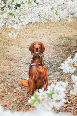 dog with sakura