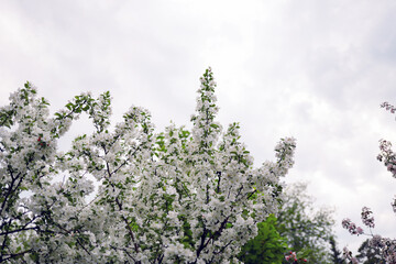 Spring blooming garden or park before a thunderstorm. Selective focus, copy space