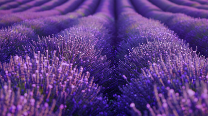 A vibrant field of lavender stretching as far as the eye can see.