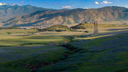Carpet of blue wildflowers and grass covered hills in banning below San Gorgonio Mountain