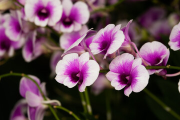 A bunch of purple and white flowers with a dark background