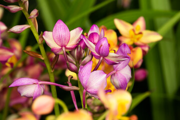 Obraz premium A bunch of flowers with pink and yellow petals orchids