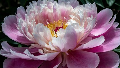 An exquisite close-up of a blooming peony, capturing the soft, velvety texture of its petals