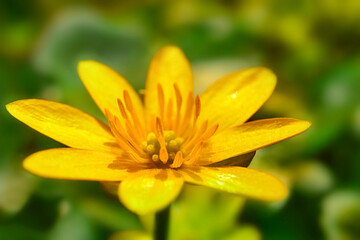 Yellow flower close up on green grass background