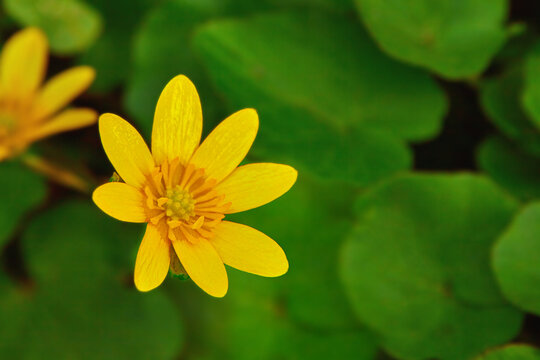 Yellow flower close up on green grass background