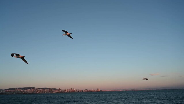 Seagulls following the ship