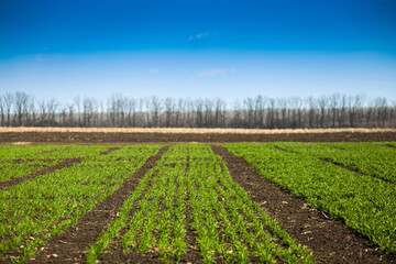 A field with sprouts of green winter wheat or other cereals on a sunny day. High quality photo