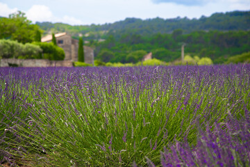 A small field of lavender on a farm in Provence, France.