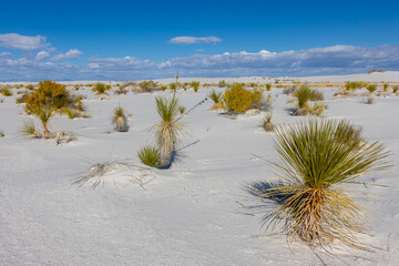 Plant life in the desert at White Sands National Park.