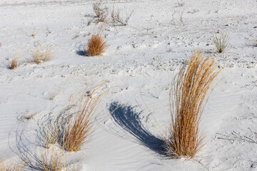 Little Bluestem prairie grass at White Sands National Park.