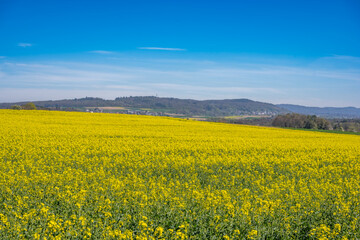 Fototapeta premium Landscape with rapeseed field