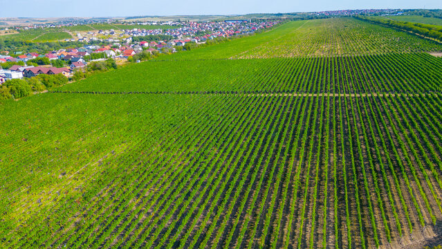 Panorama view of Cricova vineyard in Moldova