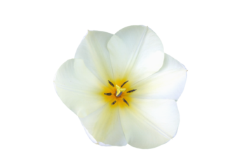 Opened white tulip, varieties: Purissima - top view, prepared as an object on water - on isolated transparent background.