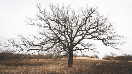 Bur Oak Bald Wide