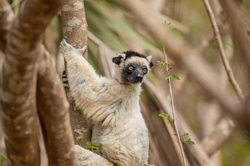 Fototapeta premium Sifaka lemur (Propithecus verreauxi), Madagascar nature