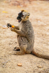 Fototapeta premium Common brown lemur (Eulemur fulvus) with orange eyes.