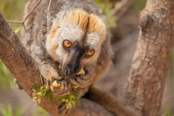 Naklejka premium Common brown lemur (Eulemur fulvus) with orange eyes.