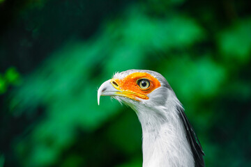 secretary bird (Sagittarius serpentarius)large of prey.