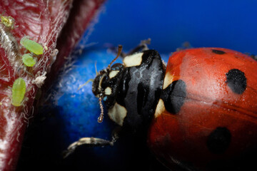 macro 5x image ladybug destroying eats green aphids close up