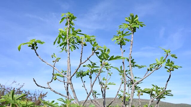 Fig tree in nature. Fig fruit growing on tree. Fruits and leaves on branches in spring.