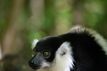 Fototapeta premium Black and white Ruffed Lemur closeup