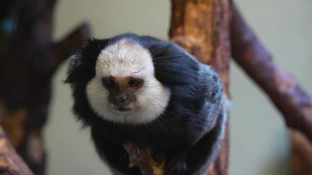Close view of a white face Tamarin monkey looking around.