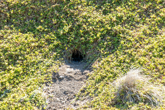a gopher burrow in a meadow. a rodent burrow. landscape field and skya gopher burrow in a meadow. a rodent burrow. landscape field 