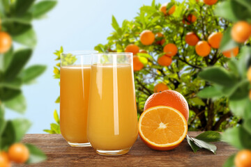 Fresh orange juice on wooden table in orchard