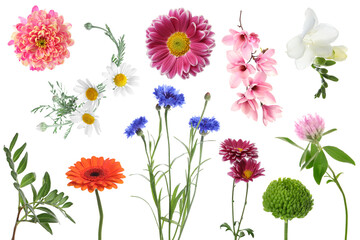 Different beautiful flowers isolated on white, set - obrazy, fototapety, plakaty
