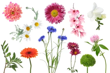 Keuken spatwand met foto Different beautiful flowers isolated on white, set © New Africa