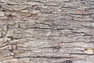 Old bark, texture or background
