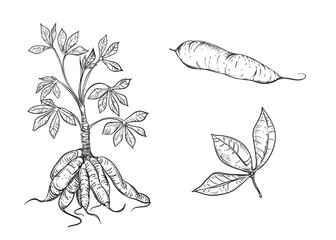 Hand drawn sketch black and white illustration of cassava, manioc, root, leaf. Vector illustration. Elements in graphic style label, sticker, menu, package. Engraved style illustration.