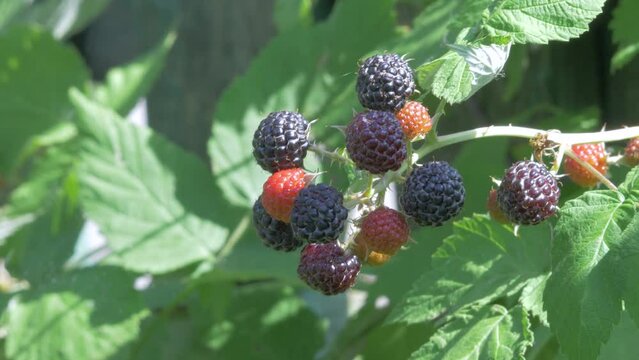 Blackberries on bush are swaying in wind, casting shadows on green leaves in midsummer sun