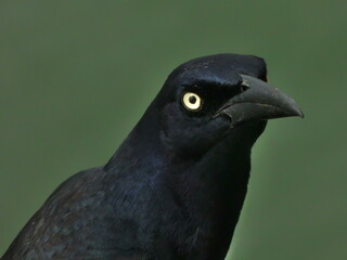 Retrato de un pájaro negro