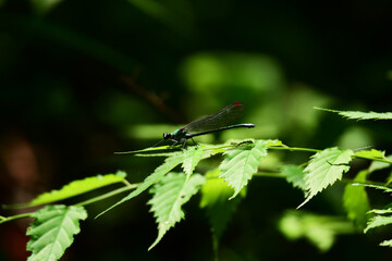 葉に止まるイトトンボ