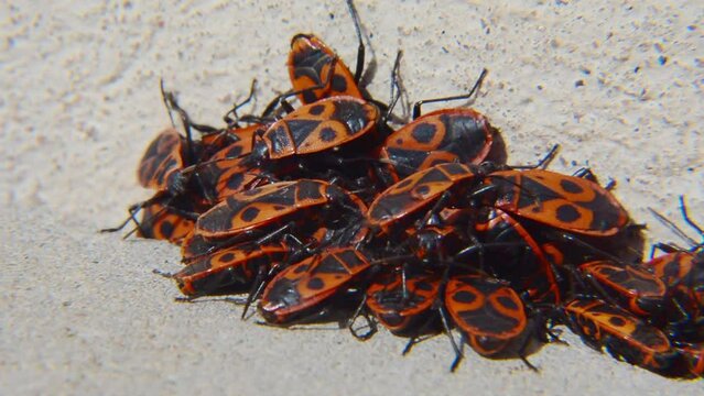 Firebugs (Pyrrhocoris apterus) at a house wall in Ystad, Scania, Sweden, Scandinavia, Europe