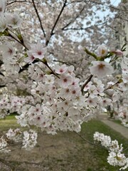 cherry blossems