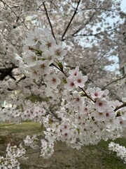 cherry blossems