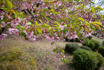 樹木公園の河津桜