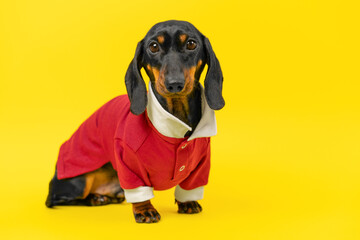 A dachshund dog puppy in a red jacket sits against a bright yellow background, looking curiously at the camera