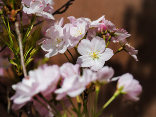Close-Up of Delicate Pink Cherry Blossoms in Spring