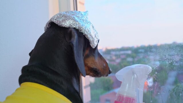 Close-up of back of head of dachshund dog in protective helmet and foil cap, spraying cleaning agent on window, disinfecting germs, viruses Anxious mental disorder, paranoia parody, conspiracy theory