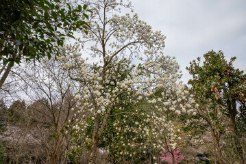 Fototapeta premium 樹木公園のハクモクレン