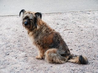 Lonely Street Dog Sitting on Pavement