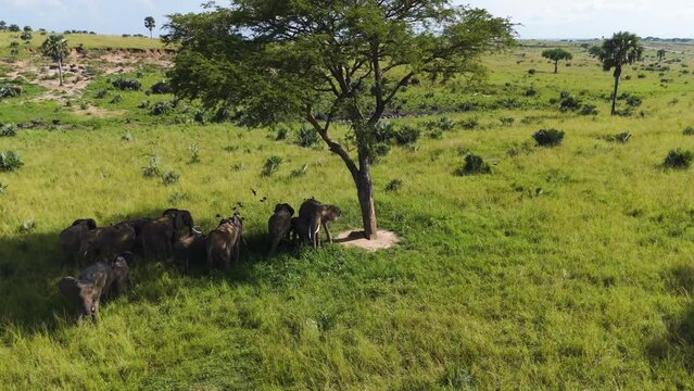 Drone shot of African Elephants chilling in shade, shaking birds from their backs