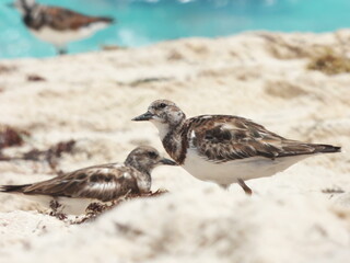 Retrato de un ave acu&aacute;tica a la orilla de una playa