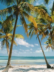 Tropical beach scene with towering palms - A serene and inviting tropical beach with tall palm trees swaying gently in the wind, clear blue skies and calm sea