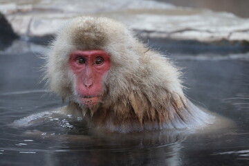 The Japanese macaque (Macaca fuscata), also known as the snow monkey, is a terrestrial Old World...
