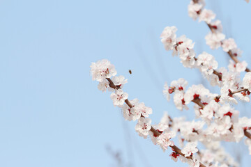 peach blossoms in spring