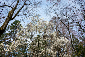 樹木公園のハクモクレン